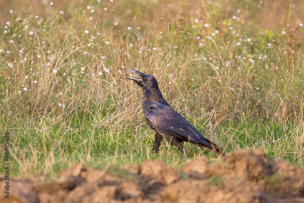 an immature of raven (Corvus corax) walking on the grass an immature of raven (Corvus corax) walking on the grass
