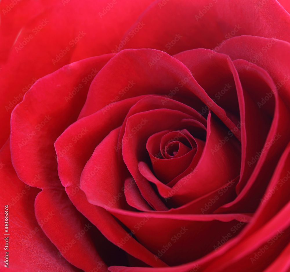 Closeup Rose Closeup Rose