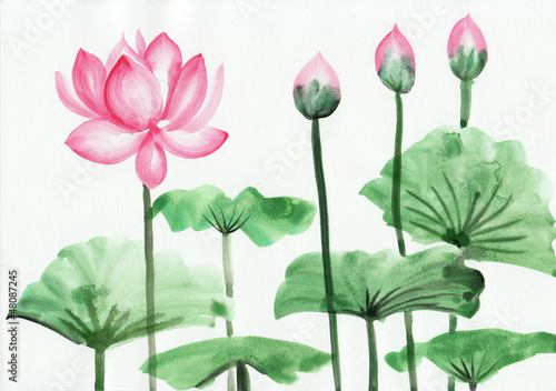 Watercolor painting of pink lotus flower