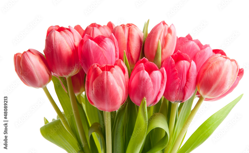 Naklejka premium Rote Tulpen