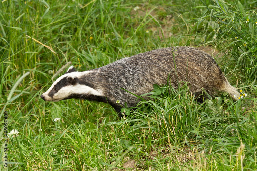 European Badger European Badger