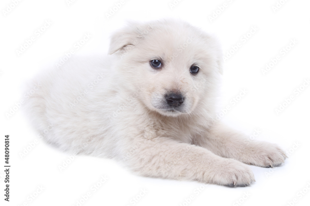 Obraz premium cucciolotto