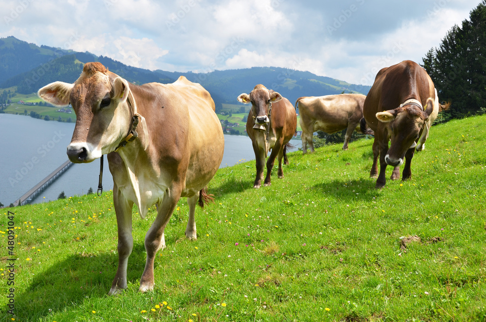Fototapeta premium Swiss cows on Alpine meadow