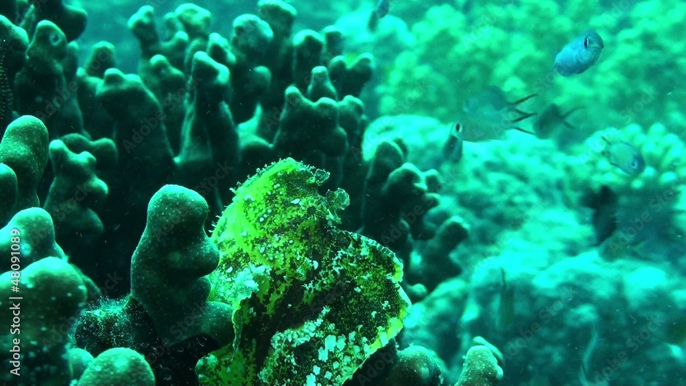 Leafy scorpion fish Leafy scorpion fish
