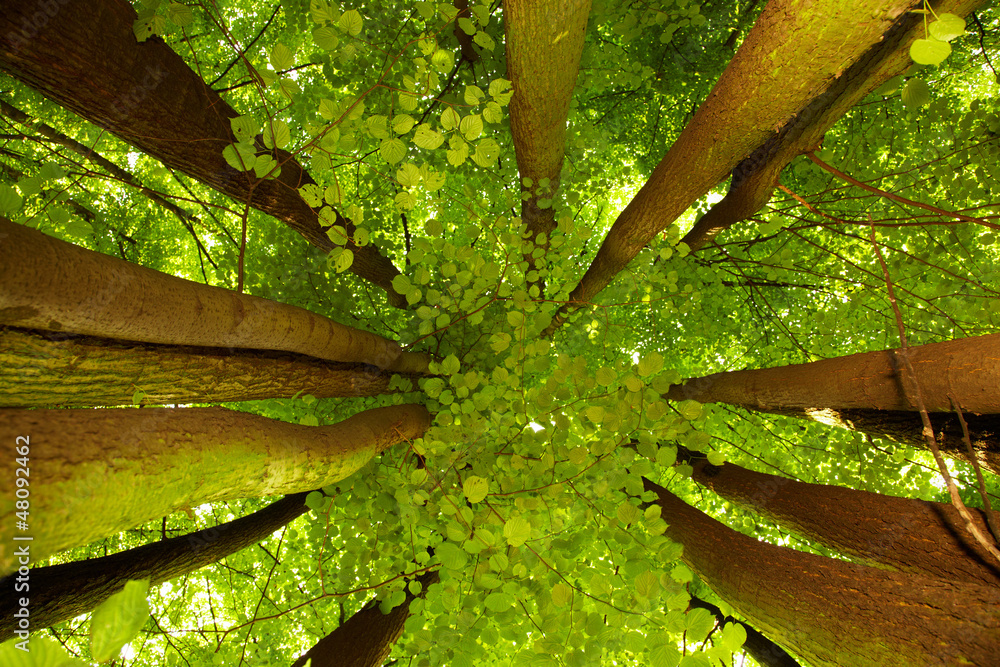 Under greenery - the beech canopy - obrazy, fototapety, plakaty 