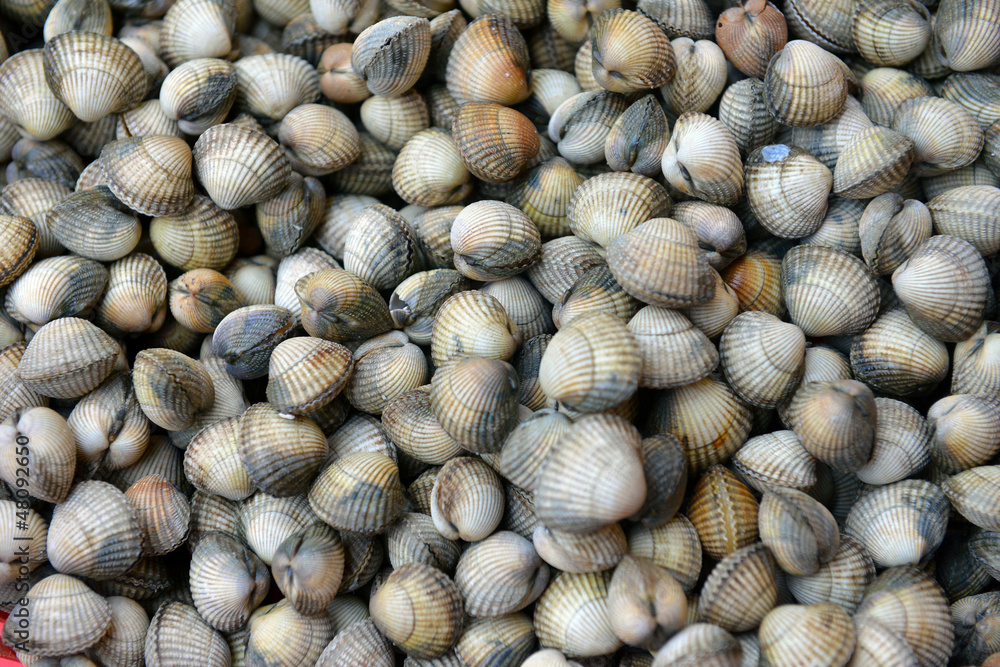 sea shells