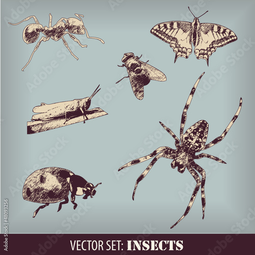 Insekten
