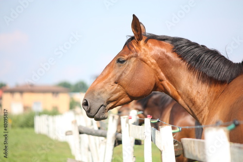 Brown horse standing near the fence