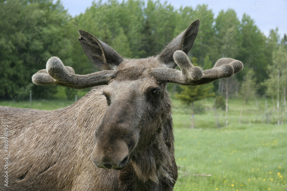 Obraz premium Bull moose head