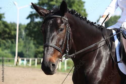 Beautiful sport horse portrait during dressage test © virgonira