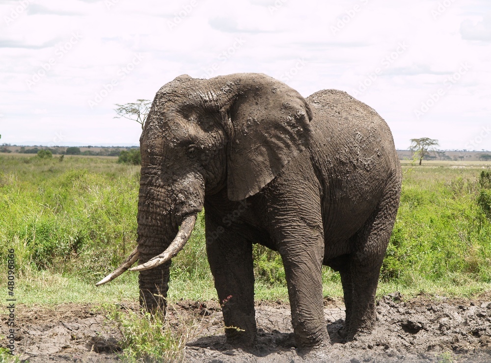 Fototapeta premium voyage en Tanzanie