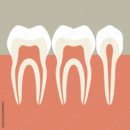 Teeth