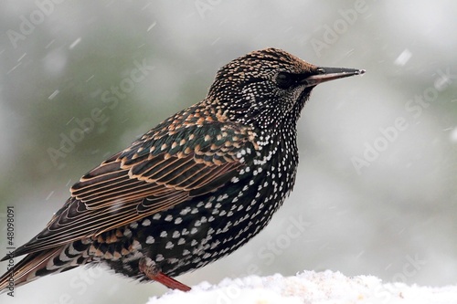 Foto Starling In Snow