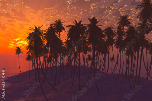 Palms on sand beach at sunset