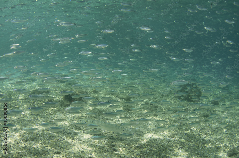 School of silver sided fish
