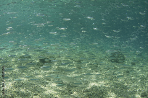 School of silver sided fish