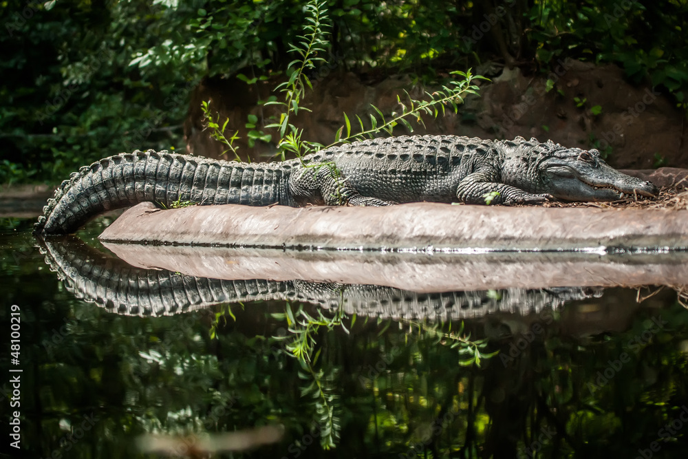 Naklejka premium Crocodile is between land and water