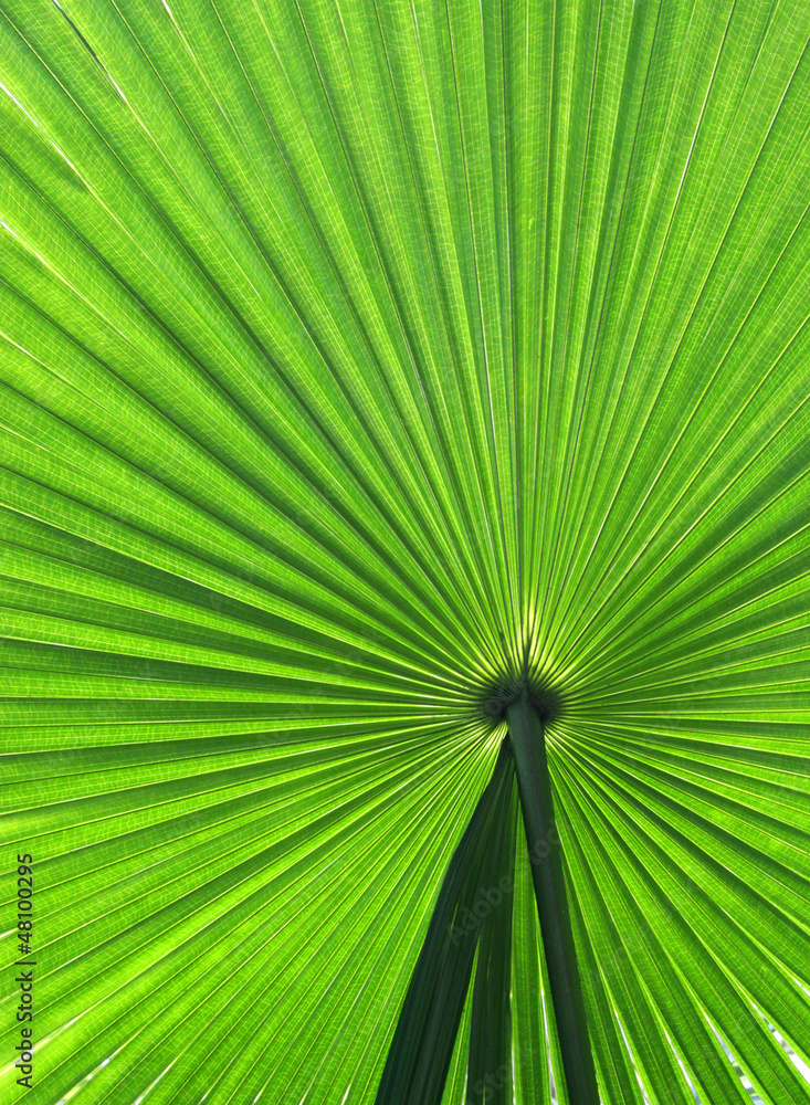 Fototapeta premium Green palm frond