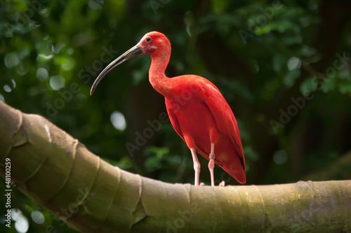 pink tropical bird photo