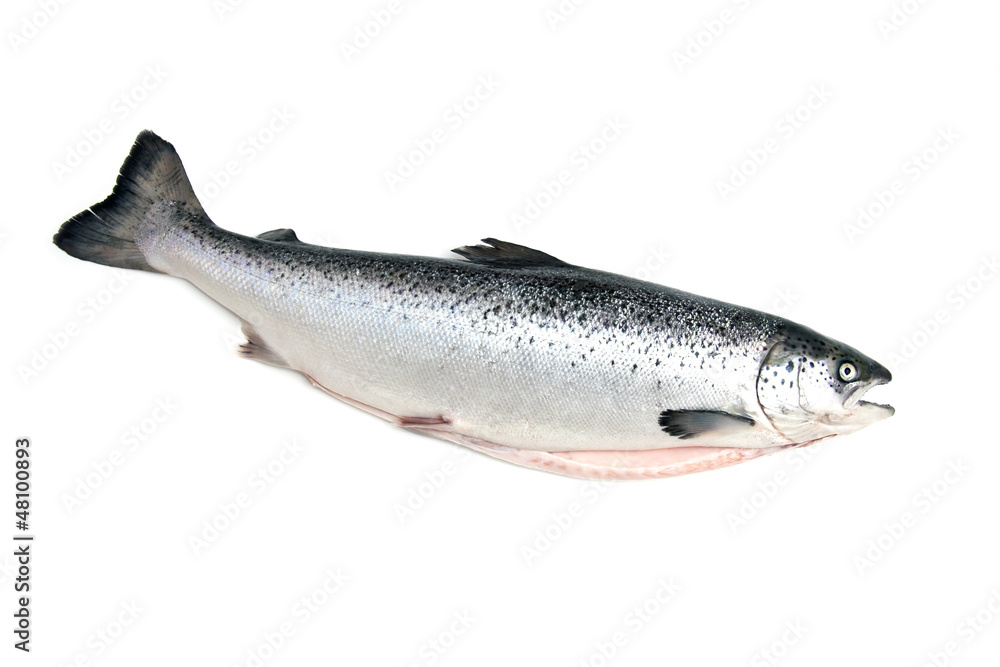 Scottish Atlantic Salmon Scottish Atlantic Salmon