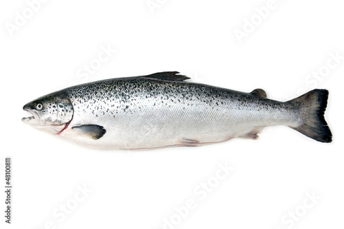 Scottish Atlantic Salmon