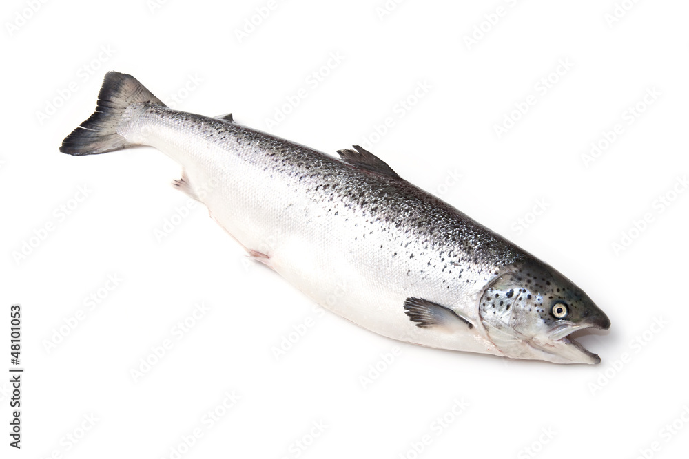 Obraz premium Scottish Atlantic Salmon (Salmo solar).