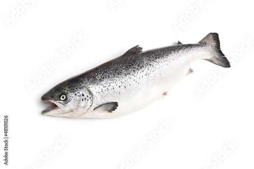 Scottish Atlantic Salmon fish.