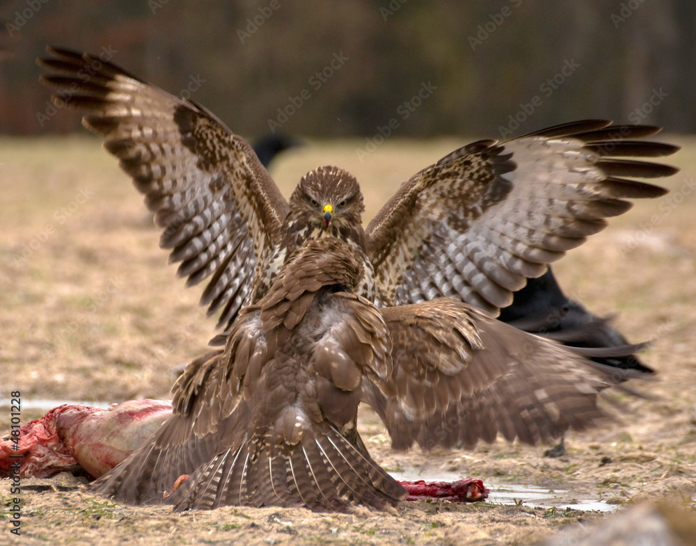 Buzzard