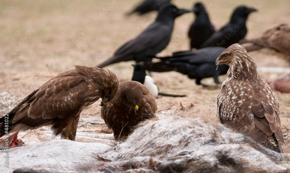 Fototapeta premium Buzzard