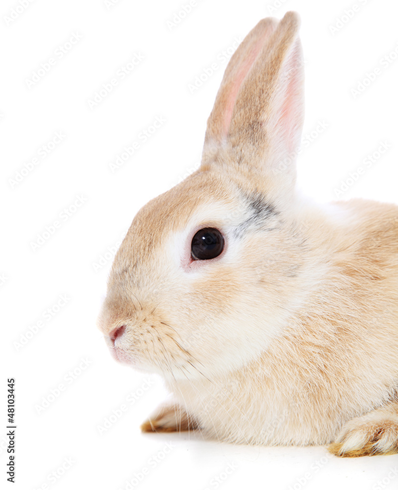 Obraz premium Kaninchen