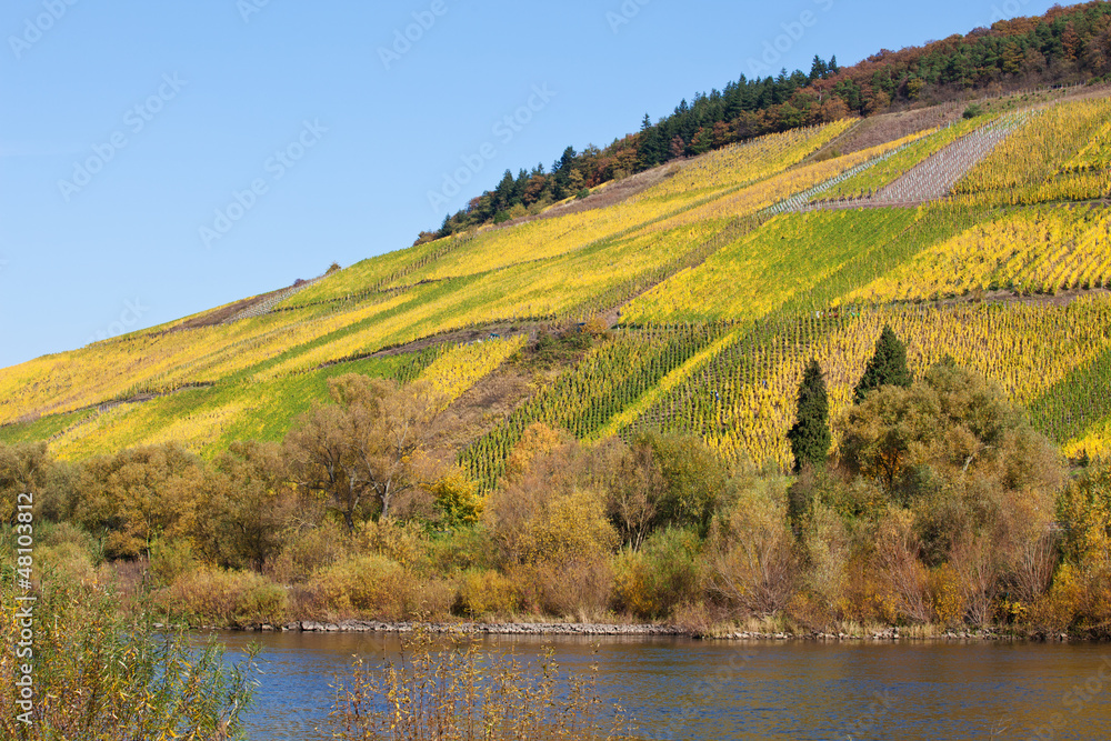 Weinberge an der Mosel