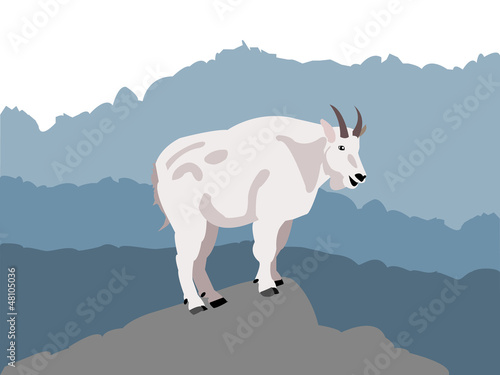 Mountain goat