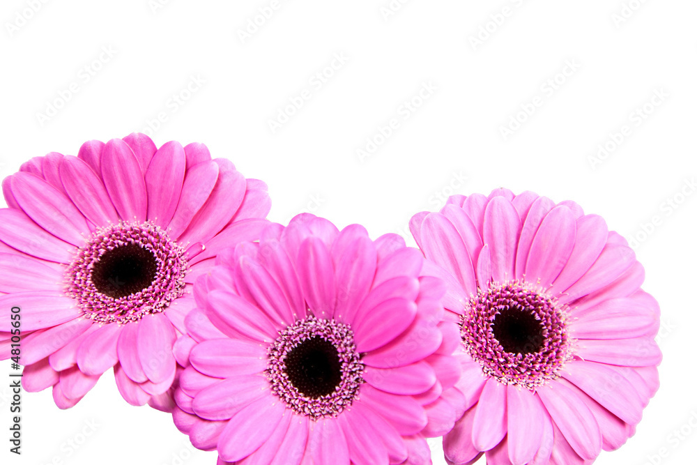 Gerber flowers Gerber flowers