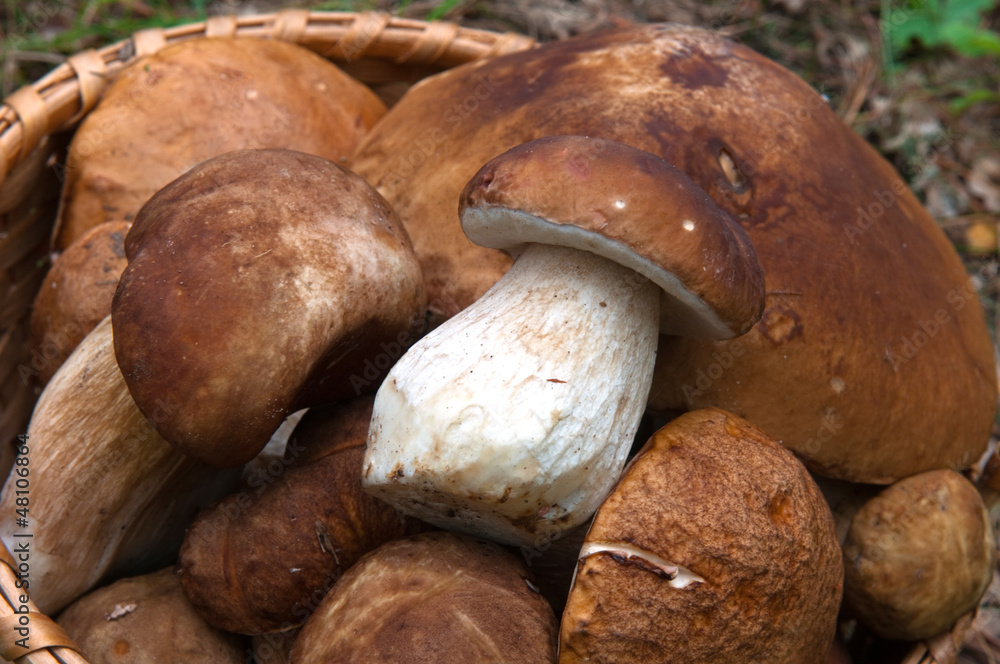 selective mushrooms selective mushrooms