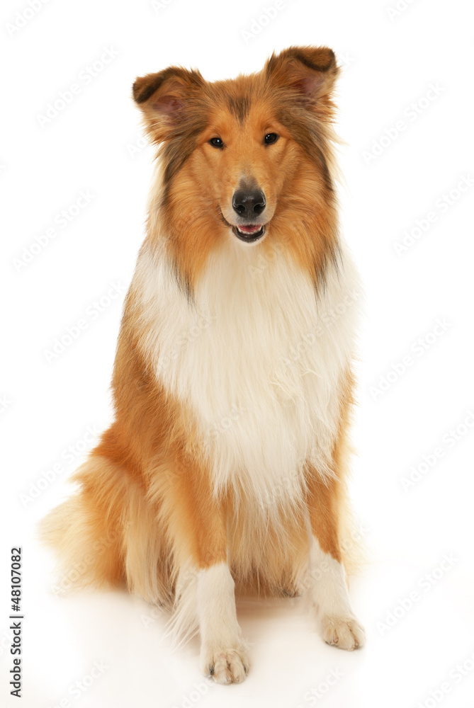 Rough Collie dog Stock Photo | Adobe Stock