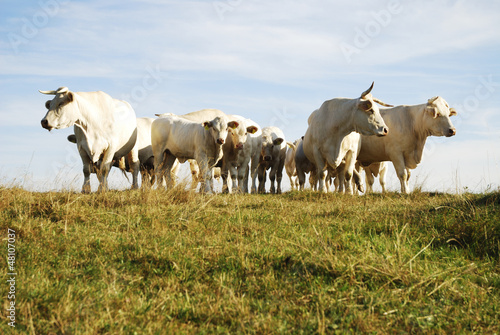 Wallpaper Mural Cattle Herd Torontodigital.ca