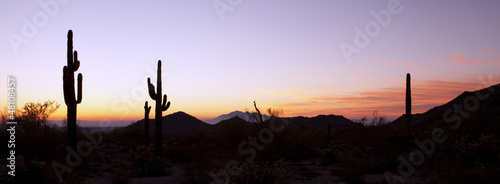 Saguaro Cactus at Sunrise Panoramic