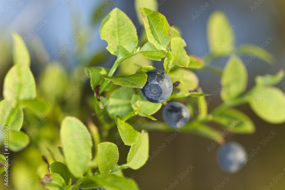 Blueberrys, macro photo Blueberrys, macro photo