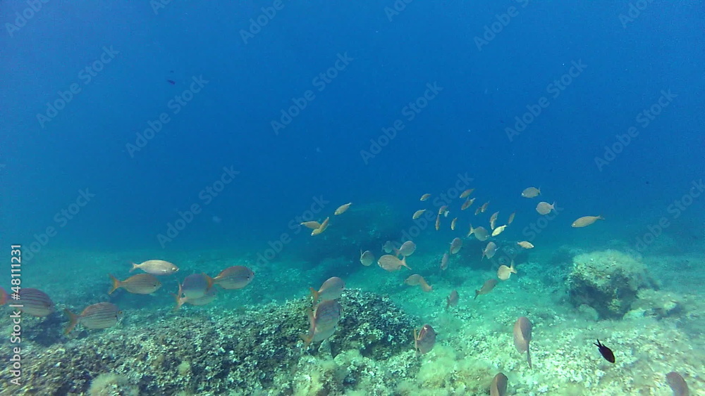 Living sea Living sea