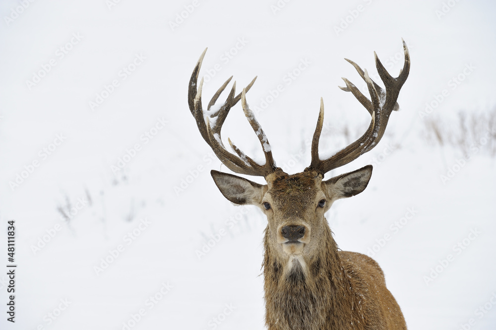 Red deer portrait Red deer portrait