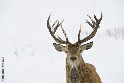 Red deer portrait © Ana Gram