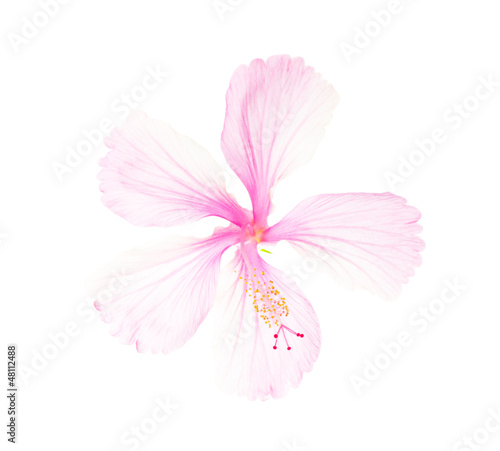 pink flower isolated on white background