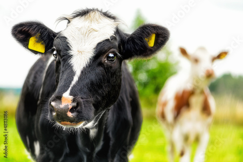 Vászonkép Young curious calfs on background of green grass