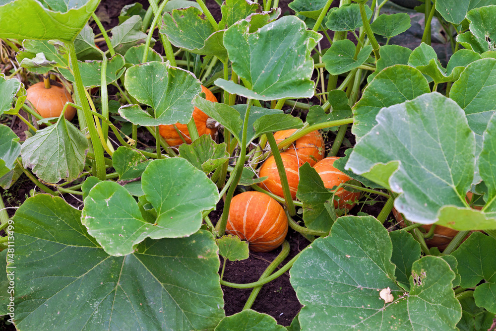 Obraz premium Growing pumpkins in a field