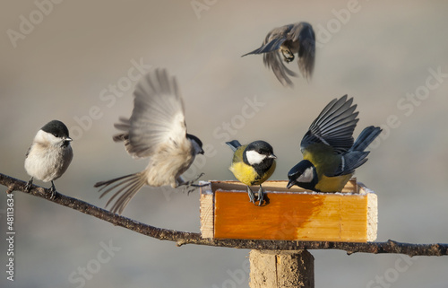 Canvas Print birds eating seed from bird feeder in the winter time