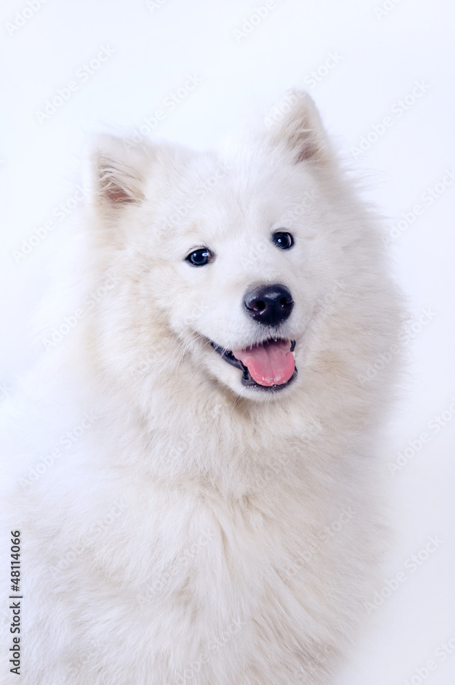 Samoyed dog portrait