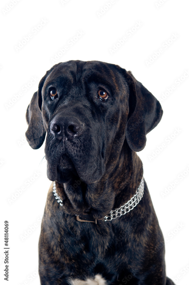 Cane-corso dog portrait