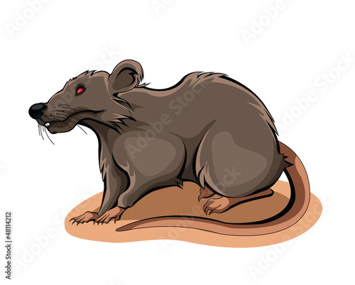 Rat