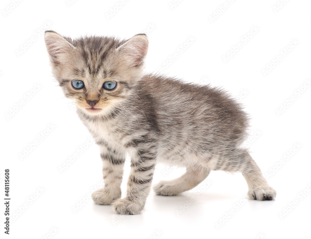 Obraz premium Kitten on a white background