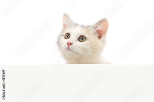Kitten hanging over blank posterboard